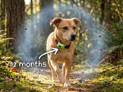⏰Last Day 66% OFF-🐕12 Months Flea and Tick Free