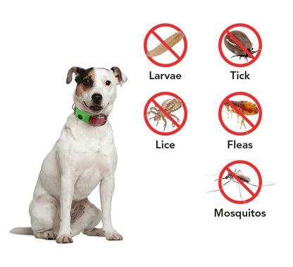 ⏰Last Day 66% OFF-🐕12 Months Flea and Tick Free